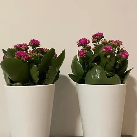 Casa Valentina 1 * פרוג'ה